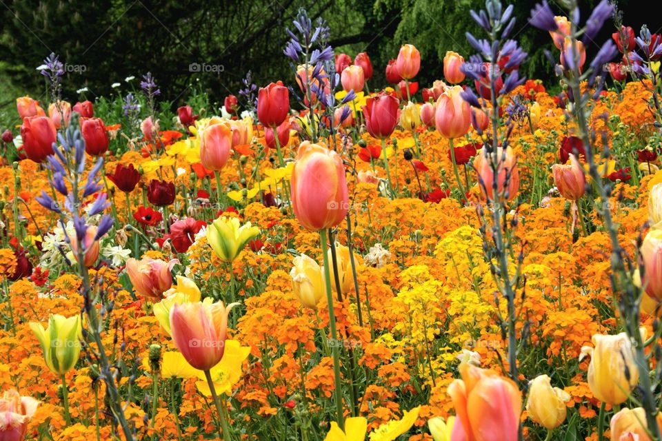 beautiful floral splendor