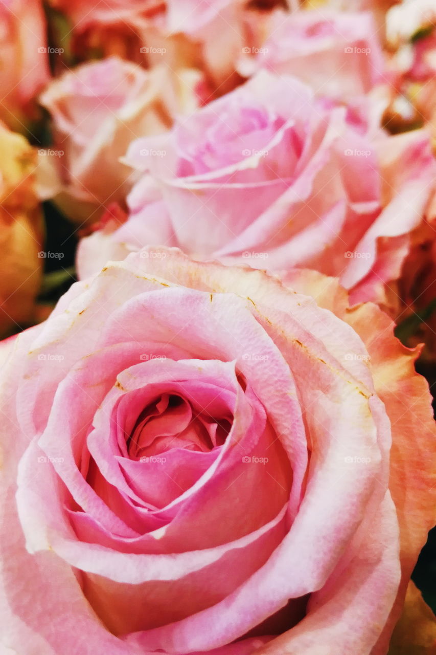 Pink roses