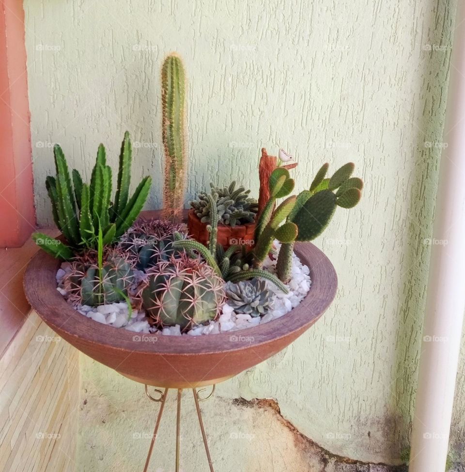 cactus and succulents