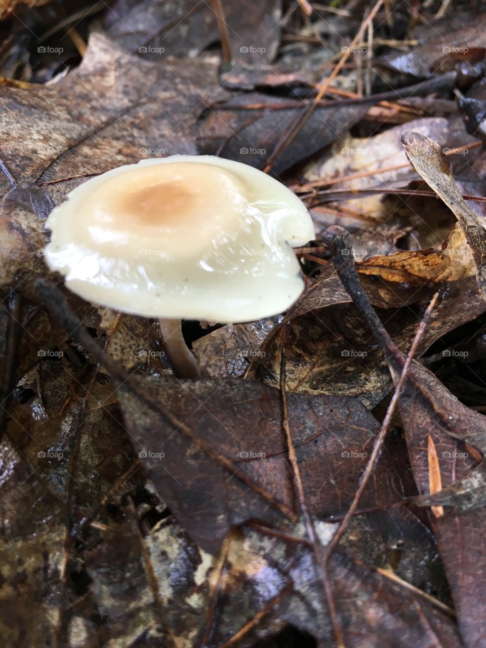 Is that a fried egg?