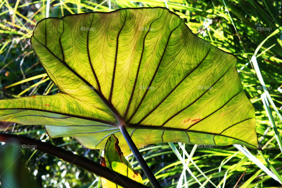 Sun light through a giant leaf