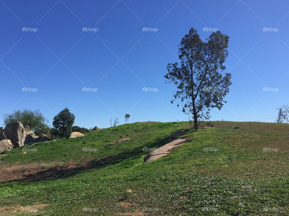 Tree on a hill