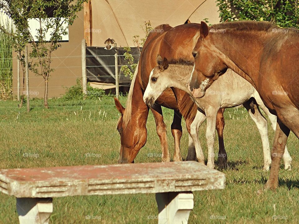 horse family