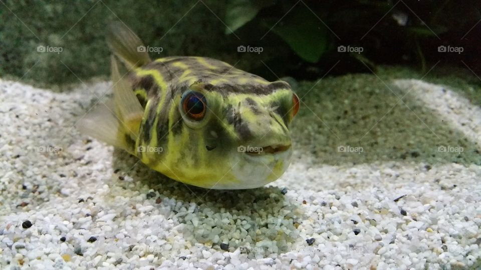 Congo Pufferfish: Tetraodon Mbu
