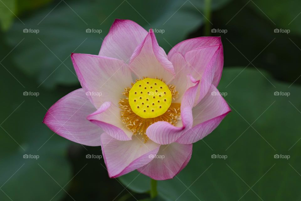 Pink lotus Flower, the national flower of Vietnam