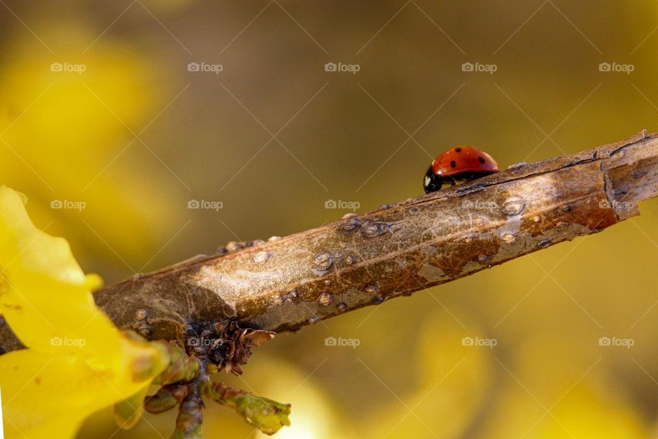 ladybug on the branch of a tree