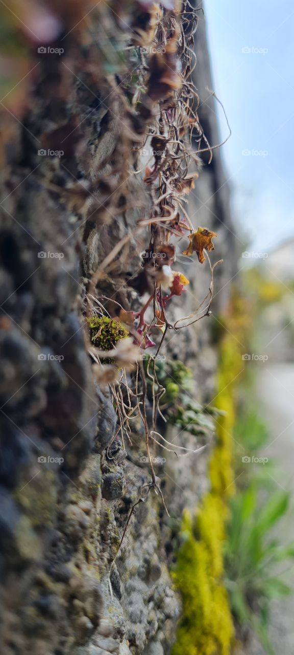 Mauerblume - wall plant