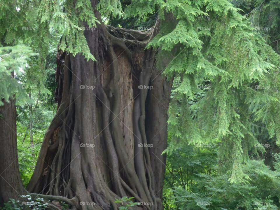 Old cedar tree trunk.