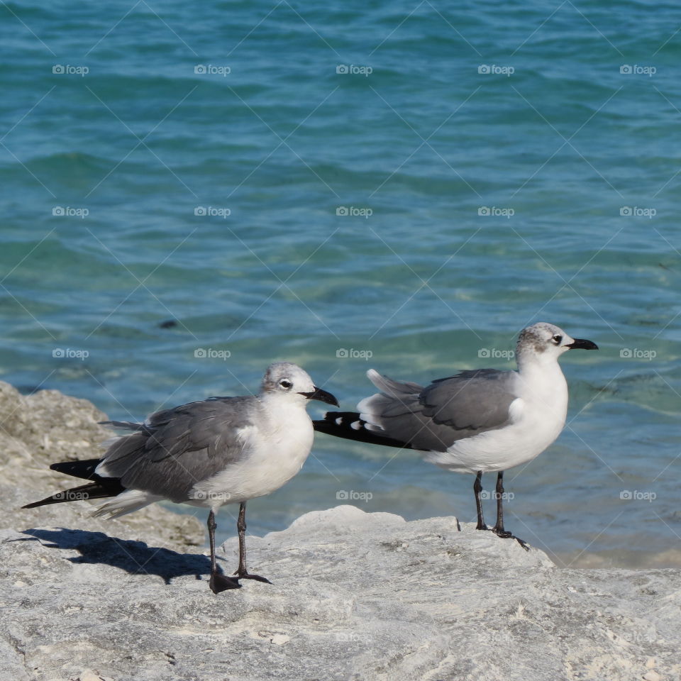 Birds on the beach.