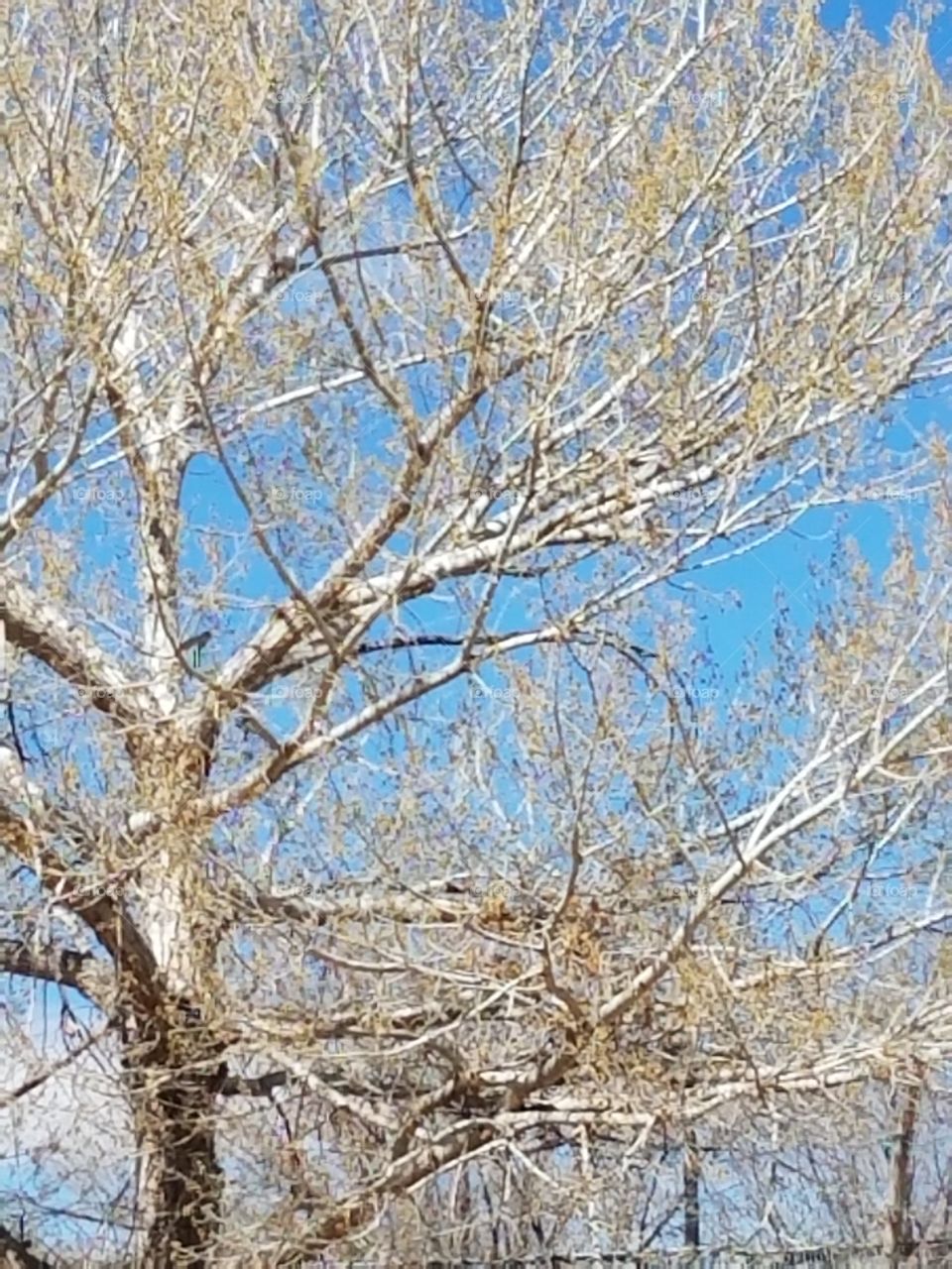 Tree with sky