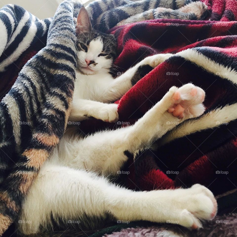 Cat Sleeps In Red Blanket 1 