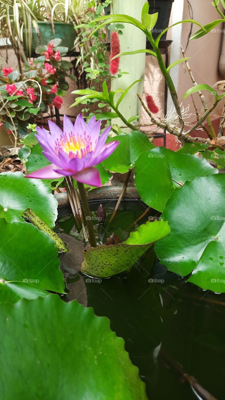 lotus flower bloom in my home garden