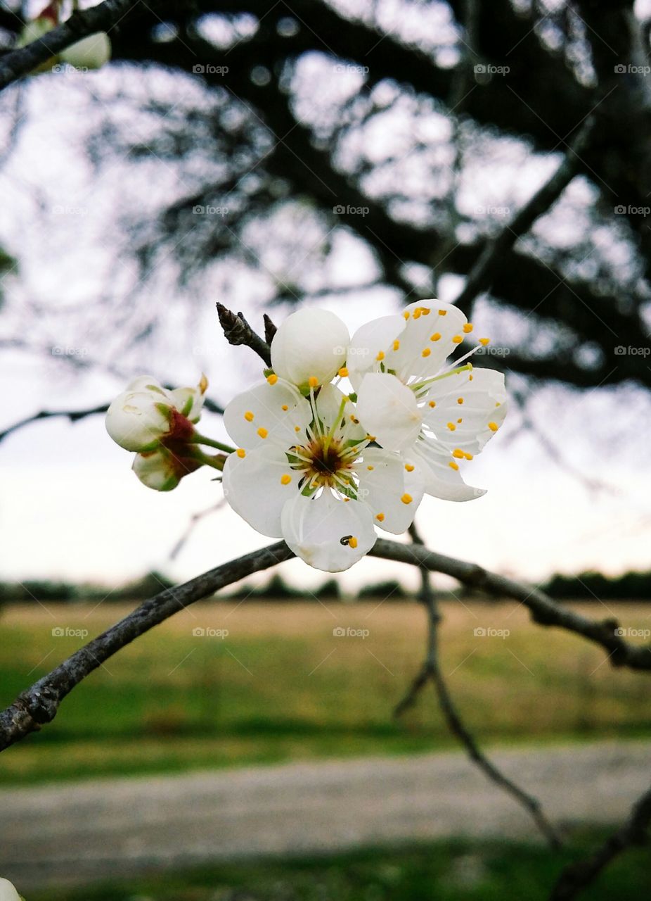 Spring Begins