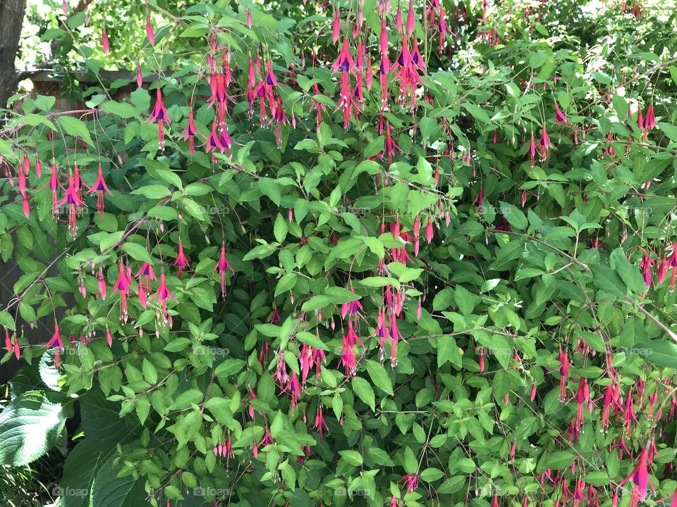 Red flowering pineapple sage