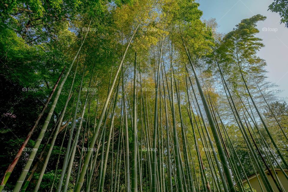 bamboo forest