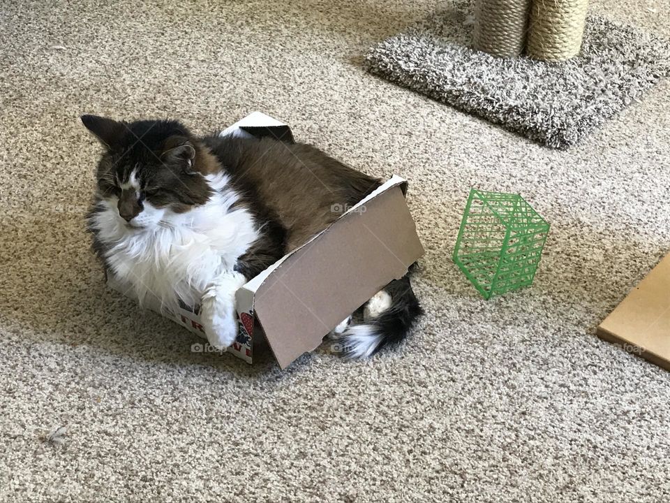 It’s fun to sit in a fruit box even if your tail doesn’t quite fit!