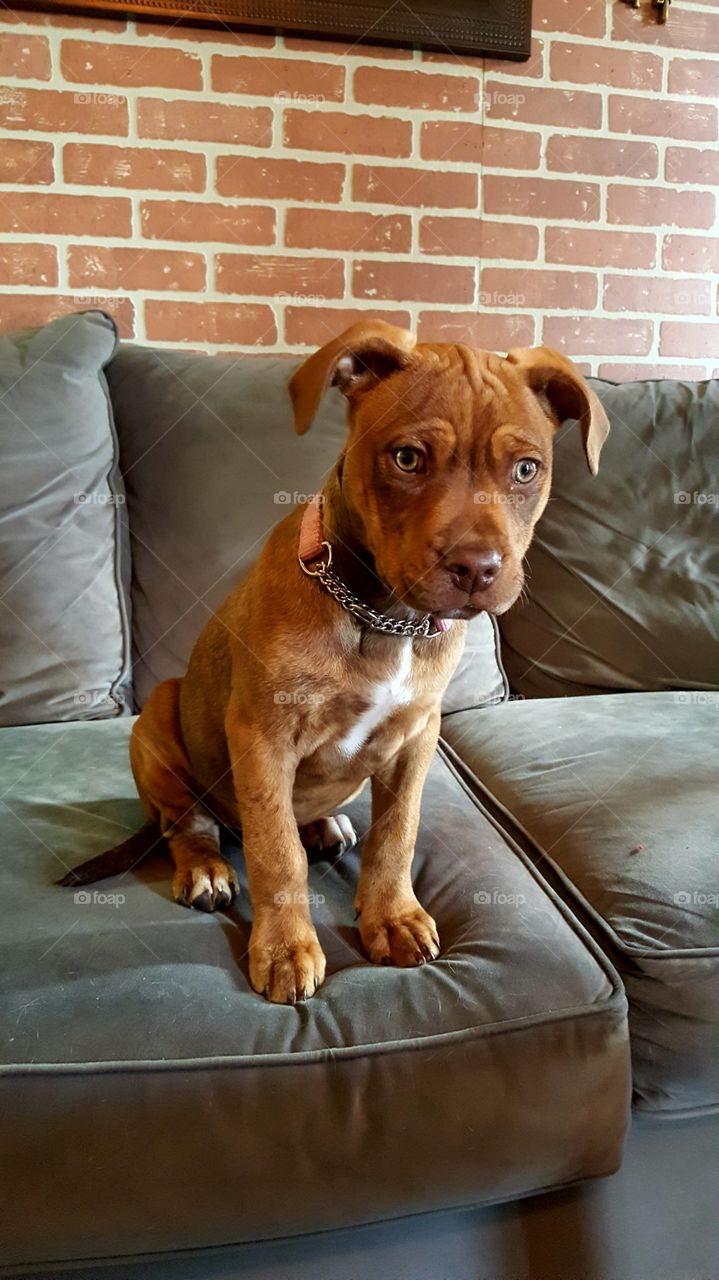 Muffins sitting pretty