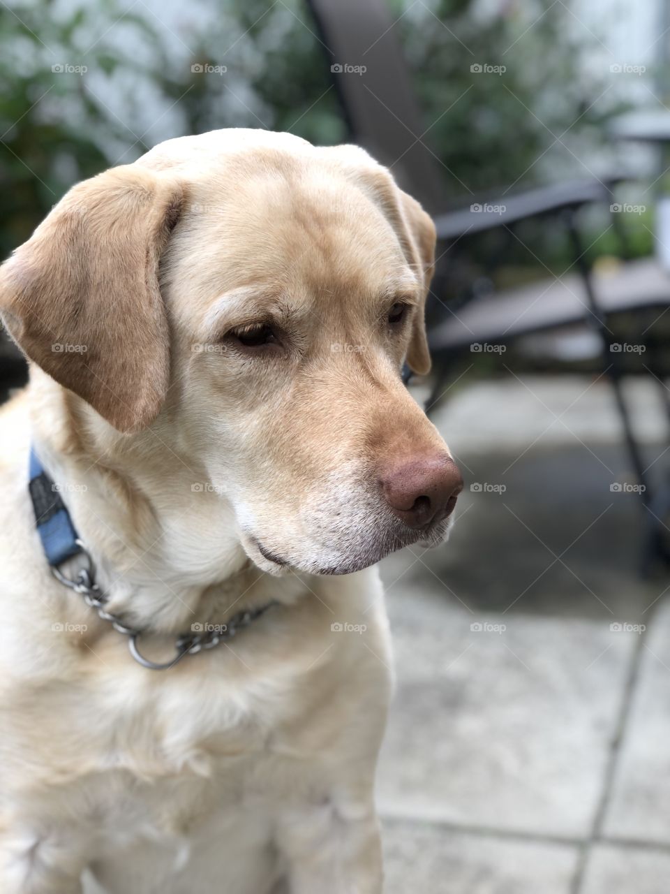 Yellow lab tucker