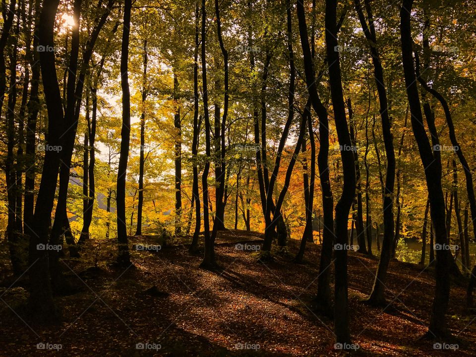 Scenics view of trees in forest