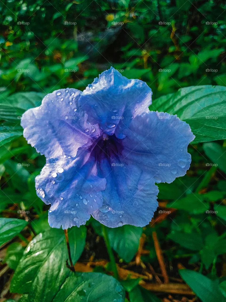 "MOBILE PHOTOGRAPHY"