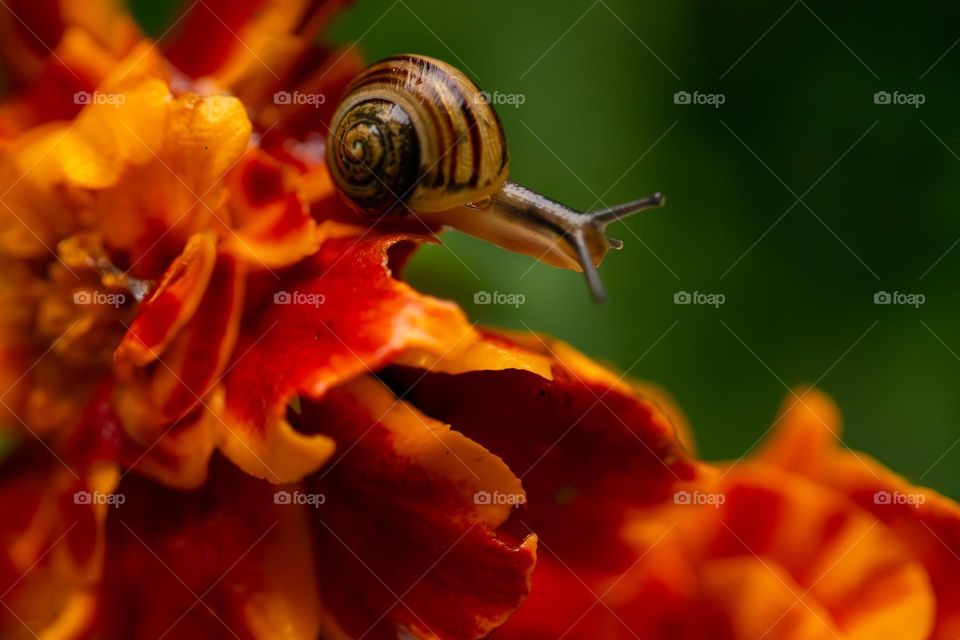 A garden snail is munching on my rain spattered orange and red marigolds and leaving a slimy trail as he travels through my fall blooms in my wildflower meadow. Fall is my favourite season! ๐