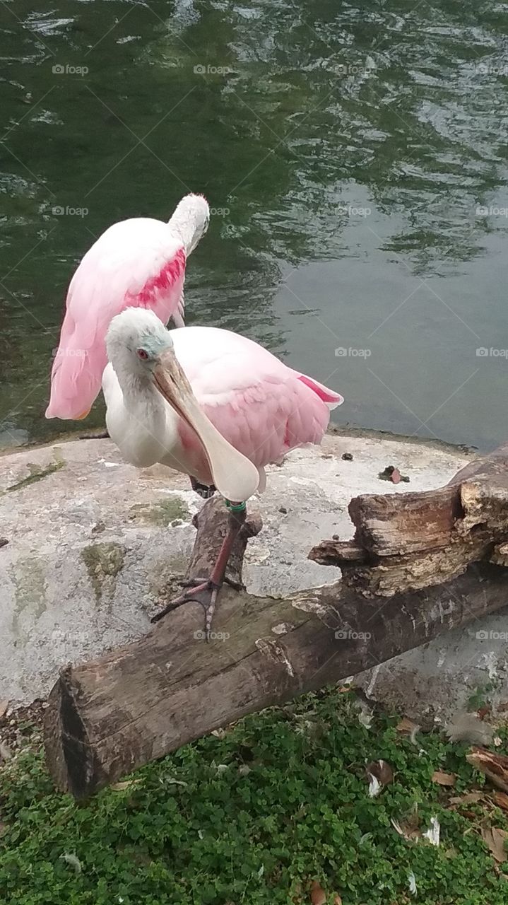 Bright pink feathers of a spoonbill bird on the waters edge