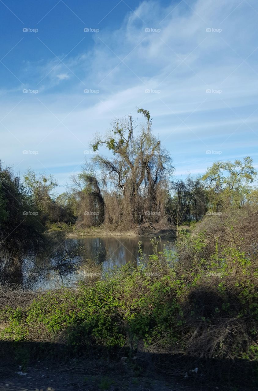 swampy and creepy along the Sacramento river