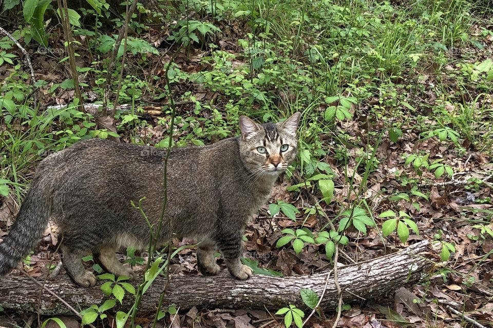 Queen of the Jungle 