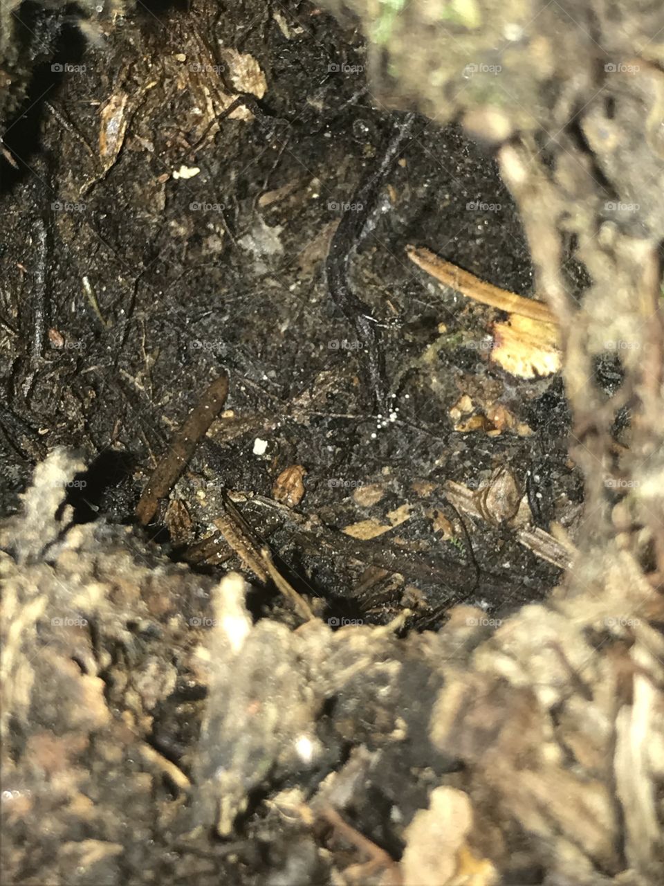 Intérieur d’un arbre 