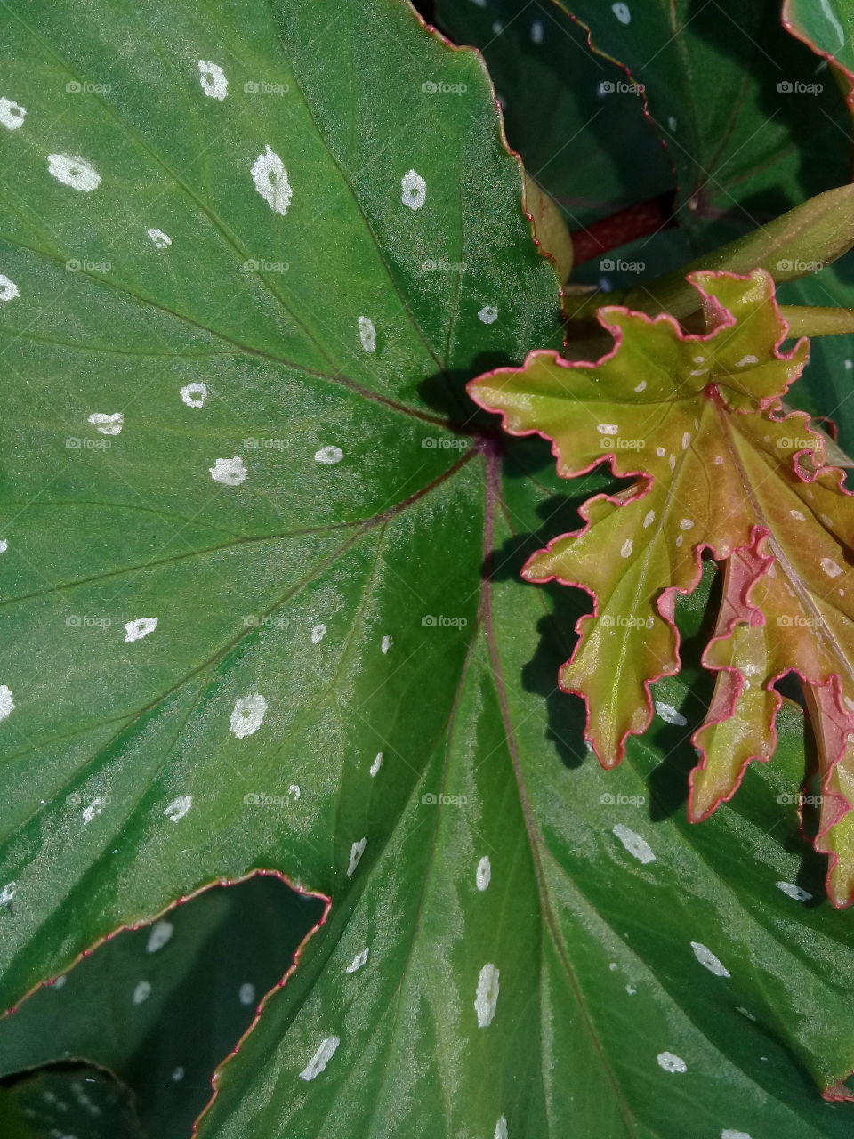 Exuberant foliage green and white