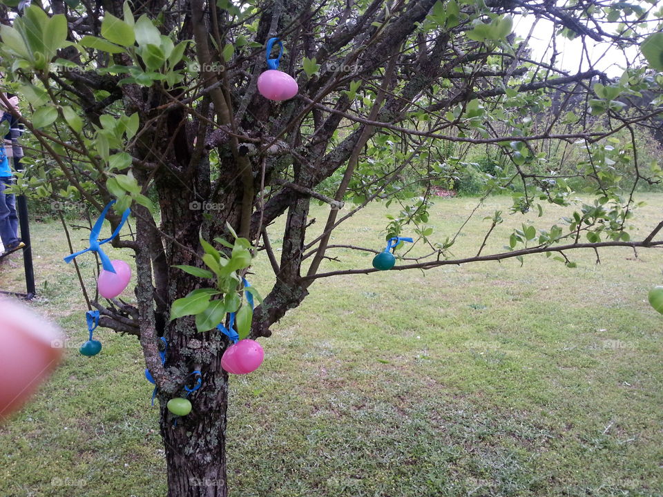 Colorful Easter eggs on a tree in the spring. 