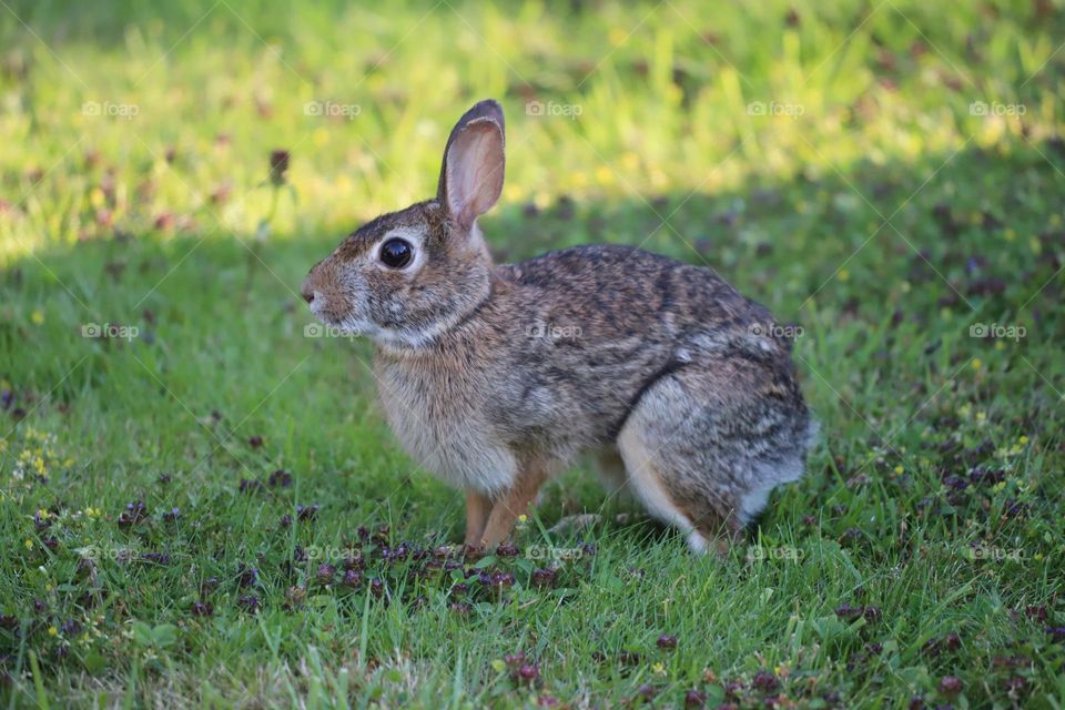 Rabbit sitting on the grass