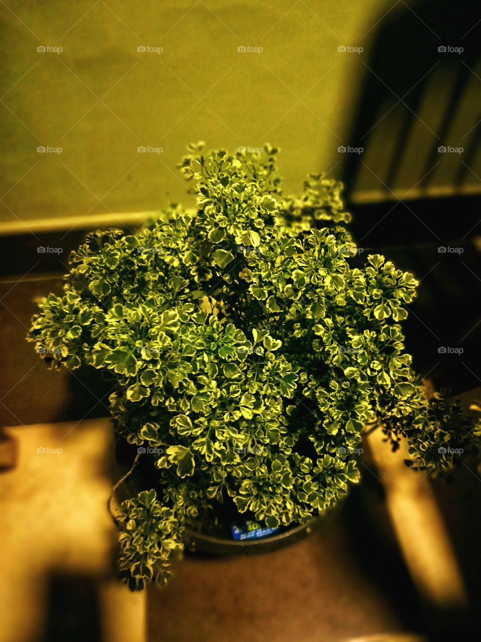 A tiny bush under the light