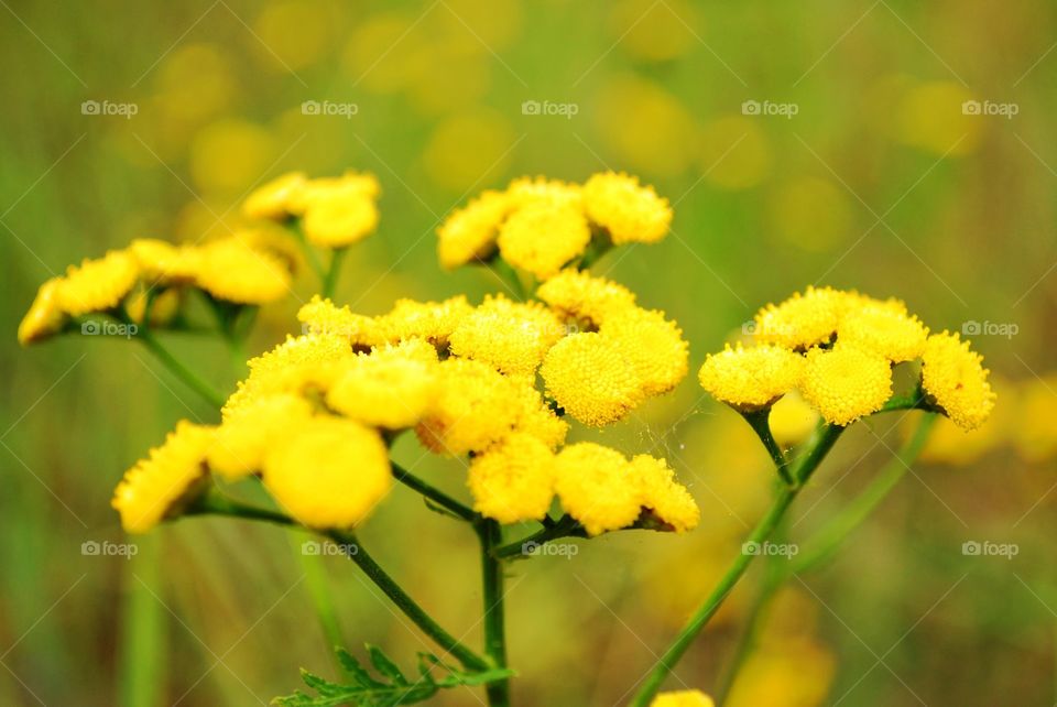 Summer field flowers, tansy 