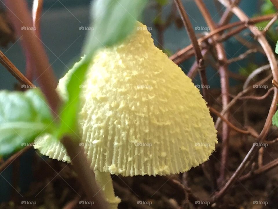 Mushroom. Color. Texture. Nature. Beautiful. Close up. Growth. Garden. 