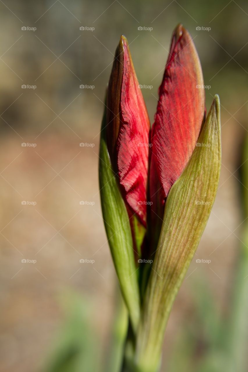 Unopened Flower Buds