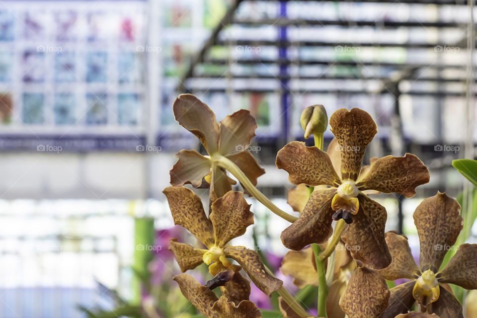 Beautiful Brown Orchid and patterned spots Background blurred leaves in the garden.