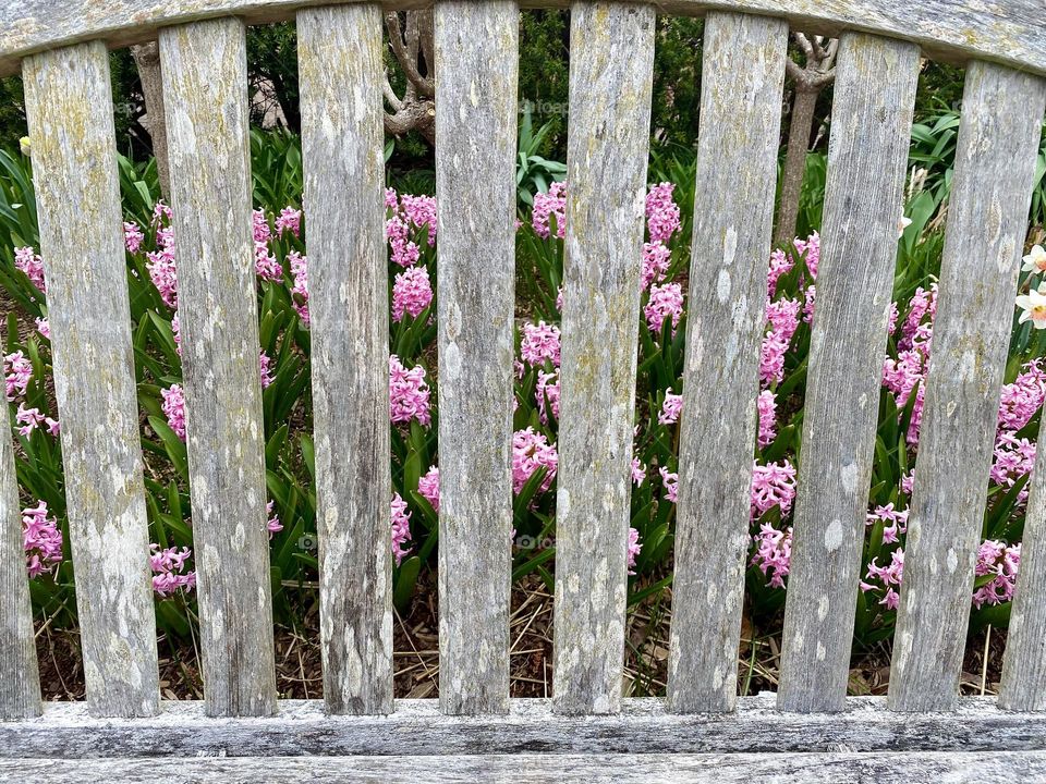 Pink hyacinths behind a weathered wooden bench