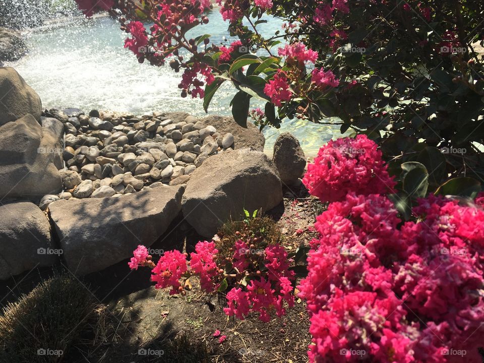 Stream with pink flowering bush