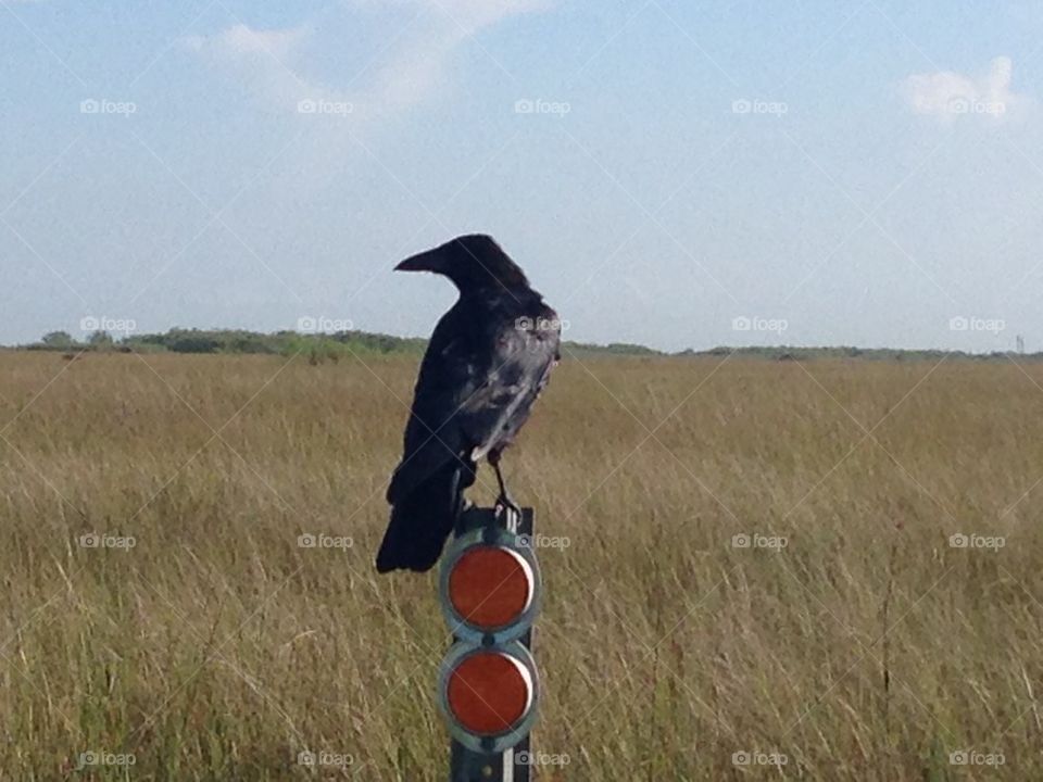 Everglades crow