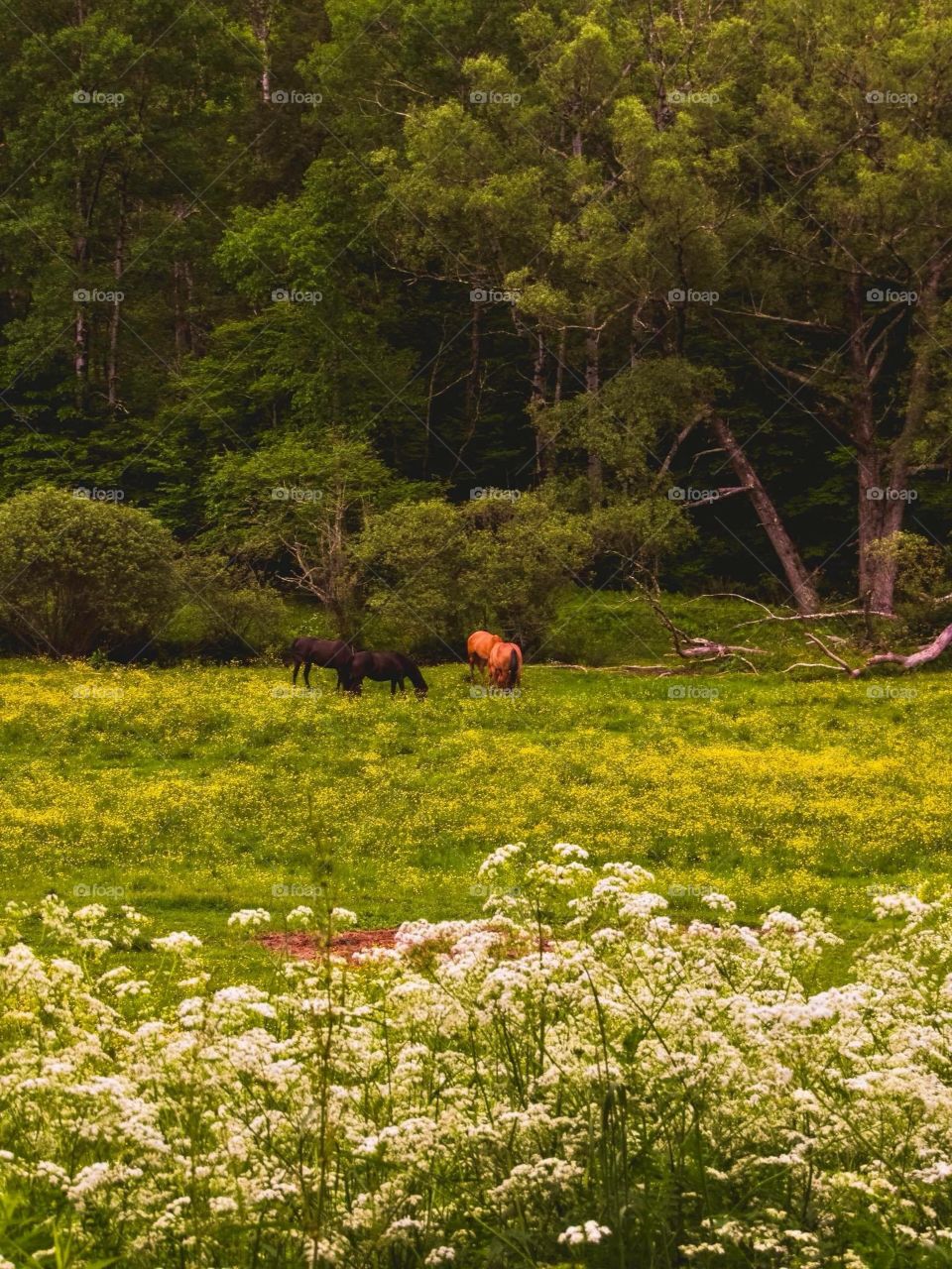 Delaware New York, wildlife, horse, grass, nature, landscape, peaceful, 