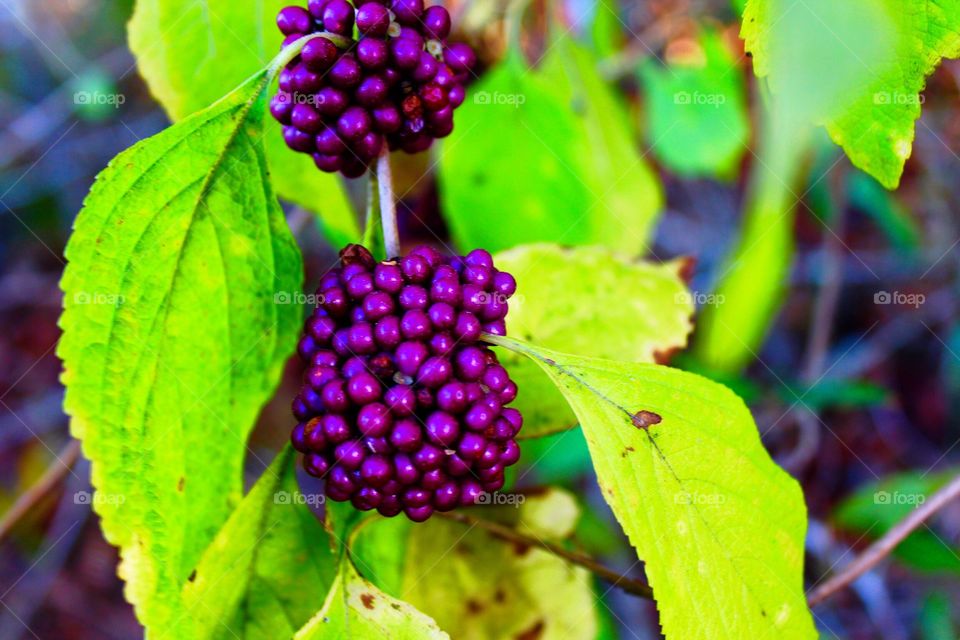 Purple berry cluster