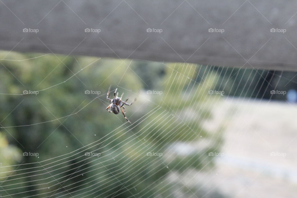 spider, spider web