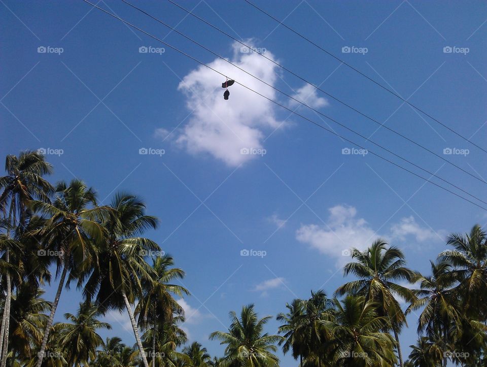 shoes on a wire. old pair of shoes on a wire by the palmtrees