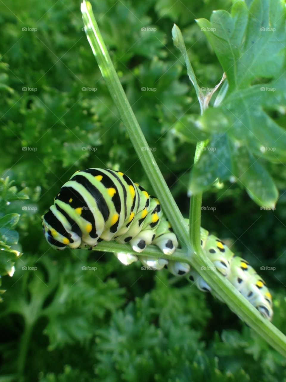 Caterpillar eating my garden