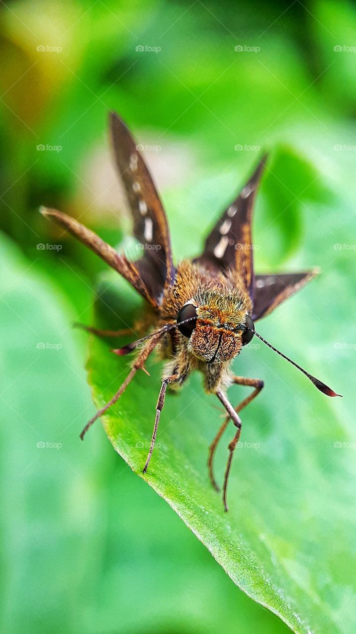 When butterfly welcoming spring