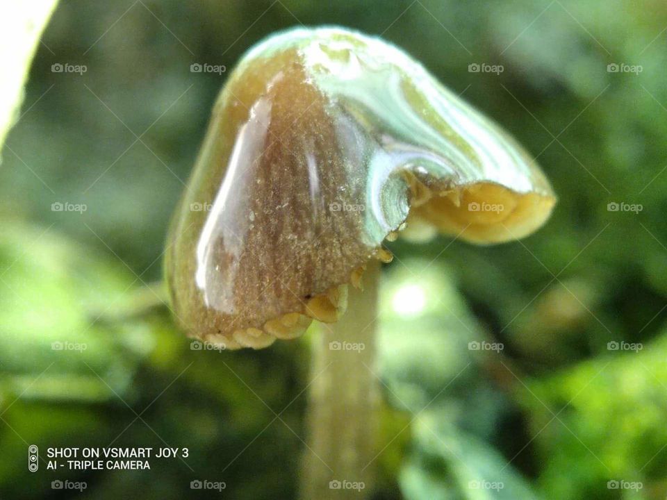 wild mushroom