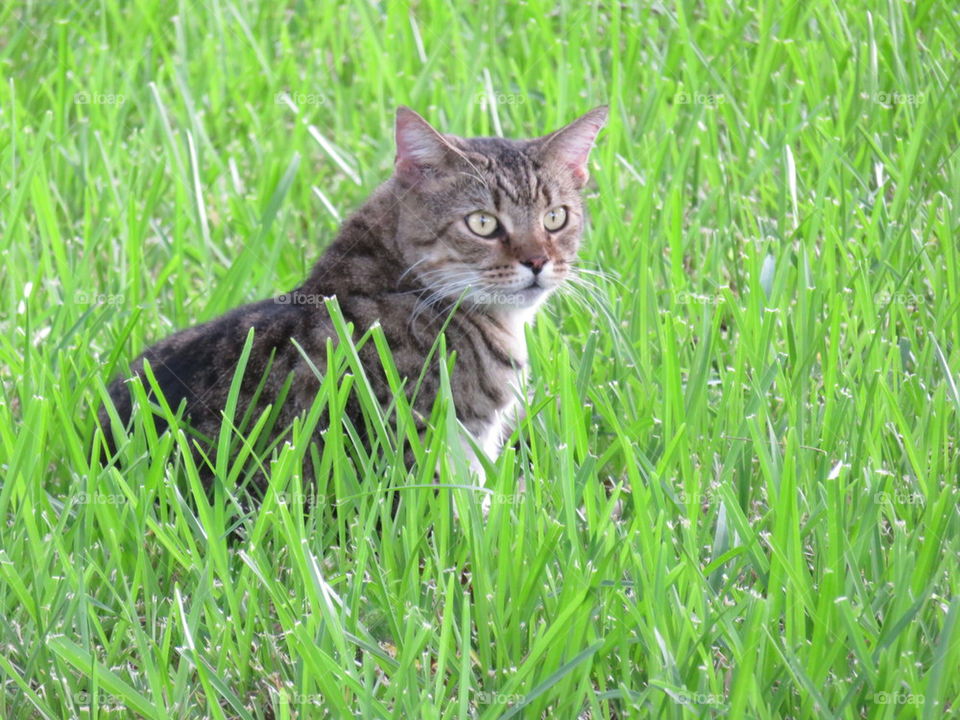 Tiger Kitty