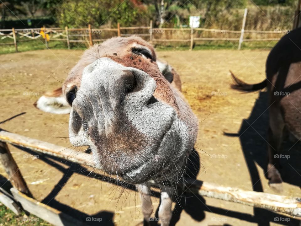 The smile of the donkey