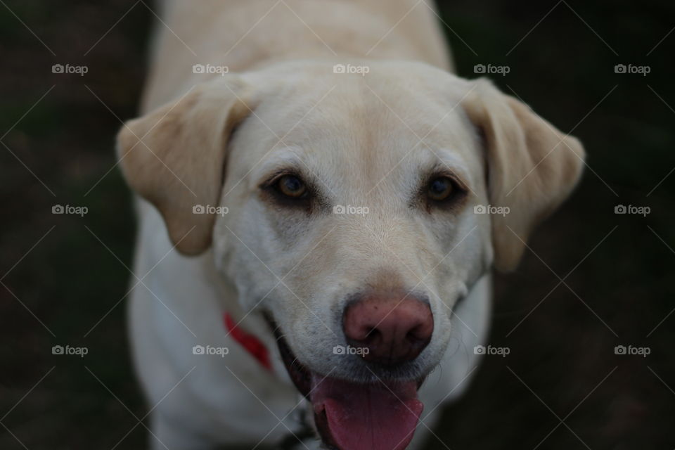 Dog, Pet, Canine, Mammal, Retriever